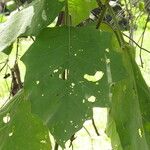 Solanum crinitum Blatt