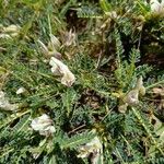 Astragalus greuteri Habitus