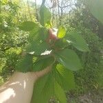 Ulmus rubra Leaf