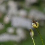 Draba nemorosa 果實