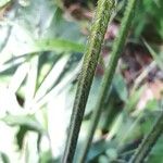 Salvia lyrata Bark