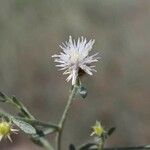 Centaurea diffusa Kwiat