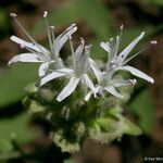 Monardella odoratissima Flower