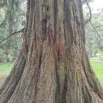 Sequoiadendron giganteumخشب