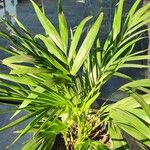 Howea forsteriana Hoja