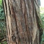 Calocedrus decurrens Bark