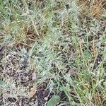 Poa bulbosa Libunga