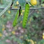 Cytisus villosus Плод