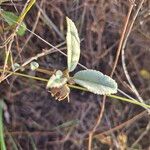 Melhania velutina Leaf