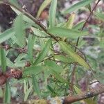 Heimia myrtifolia Leaf