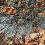 Festuca glauca Habitus