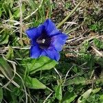 Gentiana acaulis Квітка