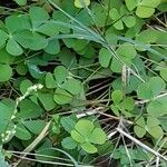 Marsilea quadrifolia Likasa
