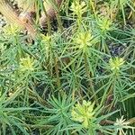 Euphorbia regis-jubae Folha