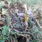 Phelipanche purpurea Cvet