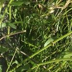 Achillea erba-rotta Leaf