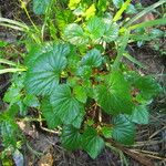 Begonia fischeri Агульны выгляд