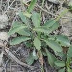 Leucanthemum pallens Foglia