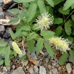 Sanguisorba dodecandra Flower