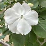 Impatiens flaccida Flower