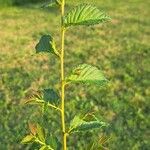 Ulmus carpinifolia Feuille