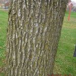 Fraxinus nigra Écorce