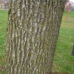 Fraxinus nigra Bark