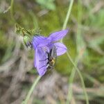 Wahlenbergia undulata Flor