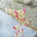 Scrophularia auriculata Kvet