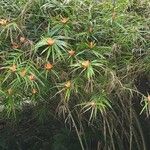 Freycinetia cumingiana Habit