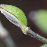 Lepidium graminifolium Φρούτο