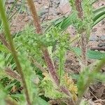 Senecio vernalis Corteccia