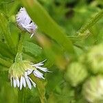 Erigeron annuus പുഷ്പം