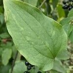 Smilax tamnoides Blatt