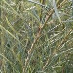 Salix rosmarinifolia पत्ता