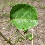 Vitex madiensis Outro