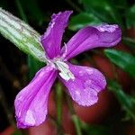 Silene schafta Flower