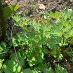 Dicentra formosa 葉