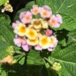 Lantana camara其他