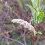 Salix daphnoides Kvet