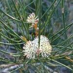 Hakea drupacea 花