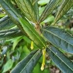 Crinodendron hookerianum Ліст