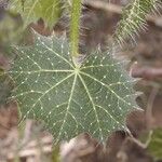 Cnidoscolus angustidens Hoja
