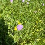 Knautia arvernensis Fiore