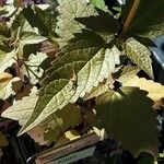 Agastache rugosa Fuelha