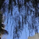 Cupressus pendula 葉