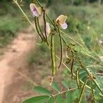 Tephrosia noctiflora फल