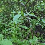 Cornus amomum Blad