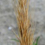 Festuca fasciculata 果實