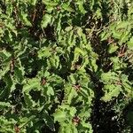 Cistus populifolius Likasa